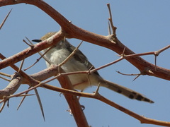 Prinia gracilis