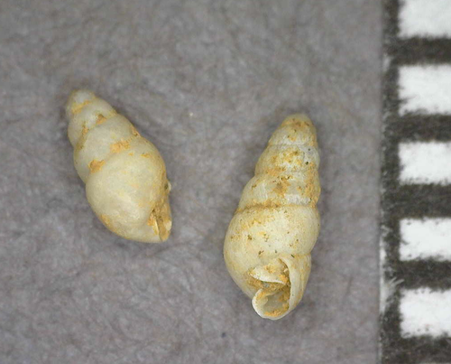 Lamellidea observed 2018-03-12