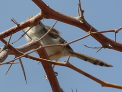 Prinia gracilis