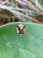 Syngambria