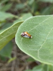 Syngambria