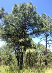 Pinus montezumae