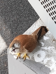 Falco cenchroides cenchroides