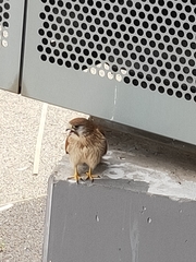 Falco cenchroides cenchroides