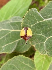Paraselenis aulica