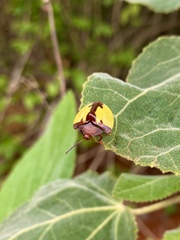 Paraselenis aulica