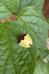 Paraselenis dichroa