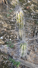 Lemaireocereus hollianus