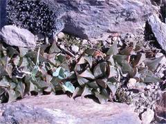 Haworthia mirabilis