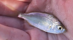Eucinostomus