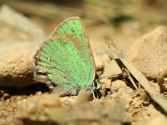Callophrys affinis homoperplexa