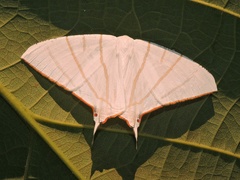 Ourapteryx sciticaudaria