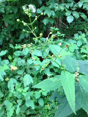 Scrophularia lanceolata