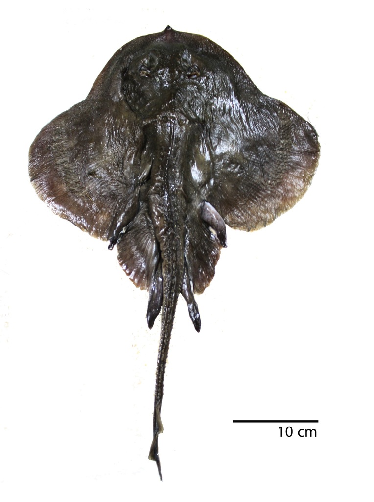 Raspthorn Sandskate