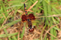 Celithemis amanda