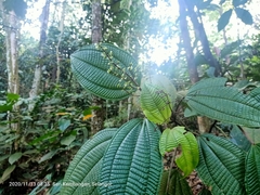 Miconieae