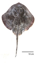 Raspthorn Sandskate photo 2