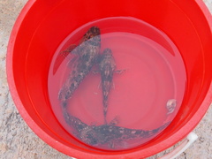 Sebastiscus marmoratus