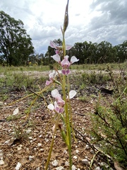 Diuris dendrobioides