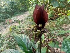 Tacca integrifolia