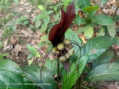 Tacca integrifolia
