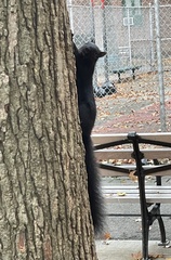 Sciurus carolinensis