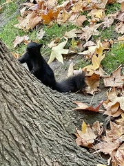 Sciurus carolinensis