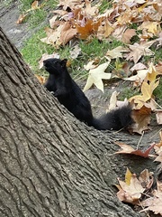 Sciurus carolinensis