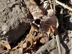 Bombylius pygmaeus