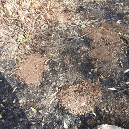 Northern California Pocket Gopher