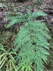 Pteris terminalis