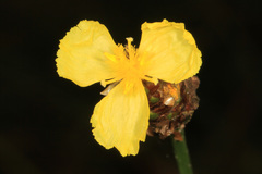 Xyris fimbriata