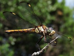 Libellula comanche