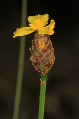 Xyris fimbriata