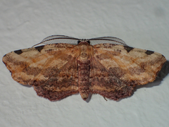 Achrosis