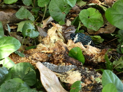 Hamadryas feronia