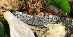 Hamadryas feronia