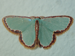 Comostola turgescens