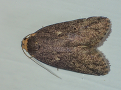 Eugoa tineoides