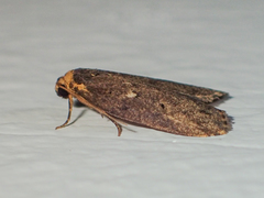 Eugoa tineoides