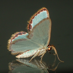 Comostola turgescens