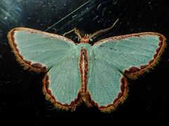 Comostola turgescens