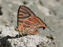 Cigaritis elima