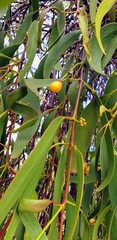 Amyema miquelii