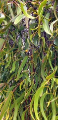 Amyema miquelii