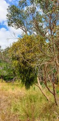 Amyema miquelii