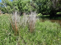 Carex buchananii