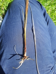 Carex buchananii