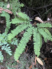 Adiantum aleuticum aleuticum