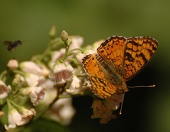 Phyciodes pallida